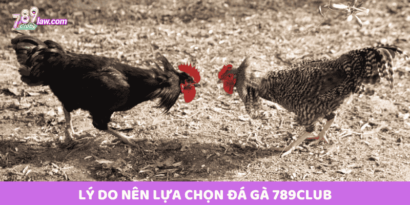 Lý do nên lựa chọn Đá Gà 789club