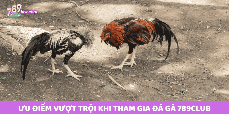 Ưu điểm vượt trội khi tham gia Đá Gà 789club