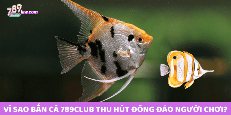 Vì sao Bắn Cá 789club thu hút đông đảo người chơi